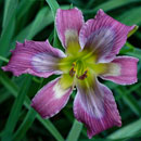 Watercolor Ripples Daylily